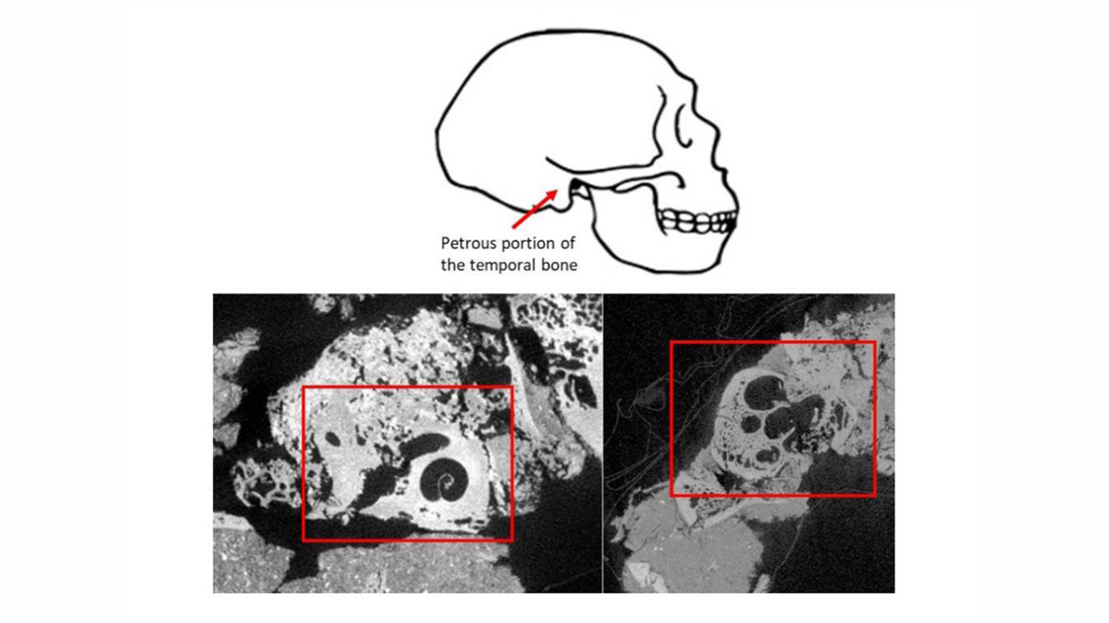 Reconstruction Of Neanderthal Woman Shanidar Z Garners Global Attention