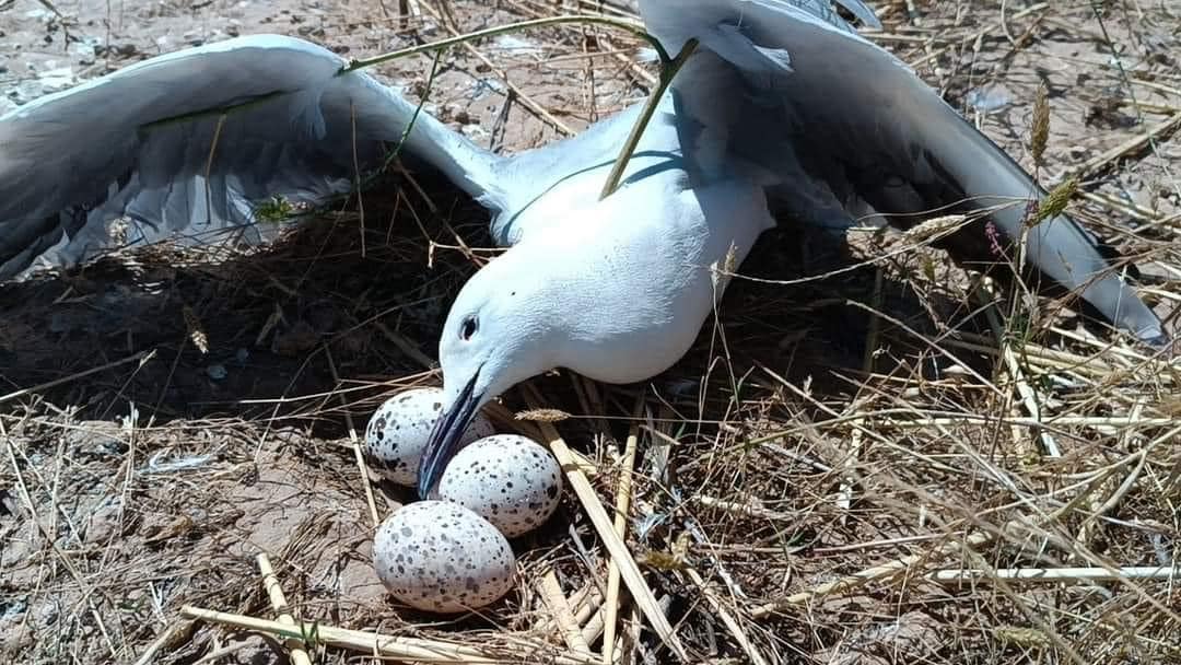 A diseased seagull and its nest, May 10, 2024. (Photo: Kurdistan24)
