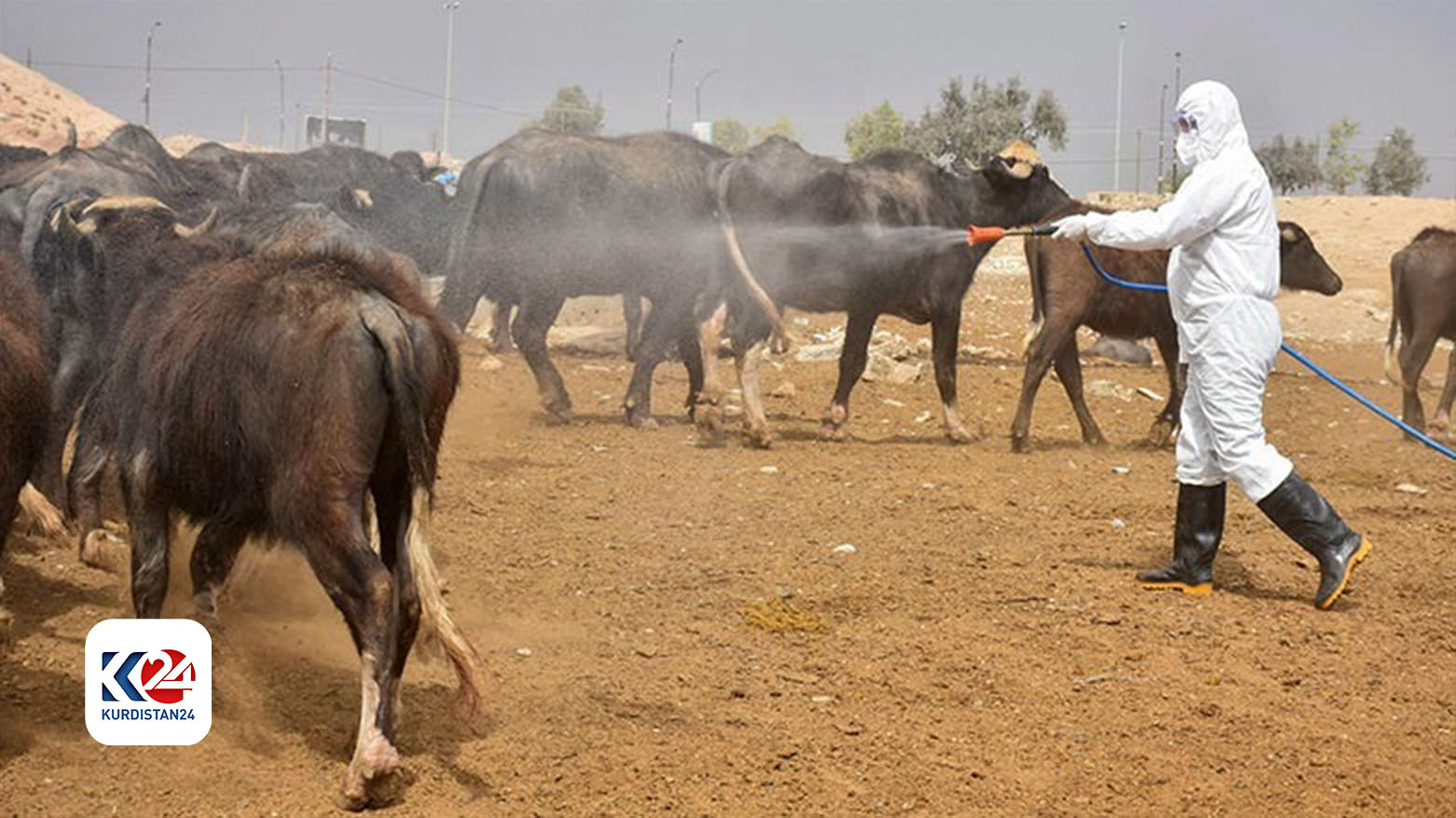 وزارة الزراعة في كوردستان تنشر ستة إرشادات للوقاية من انتشار الحمى النزفية