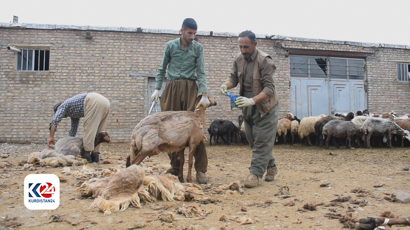 ڕەنگ کردنی ئەو مەڕانەی خورییەکانی بڕدراوەتەوە