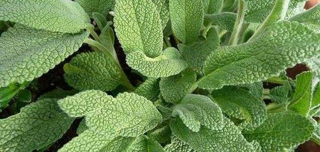 گیای مه‌یره‌میه‌