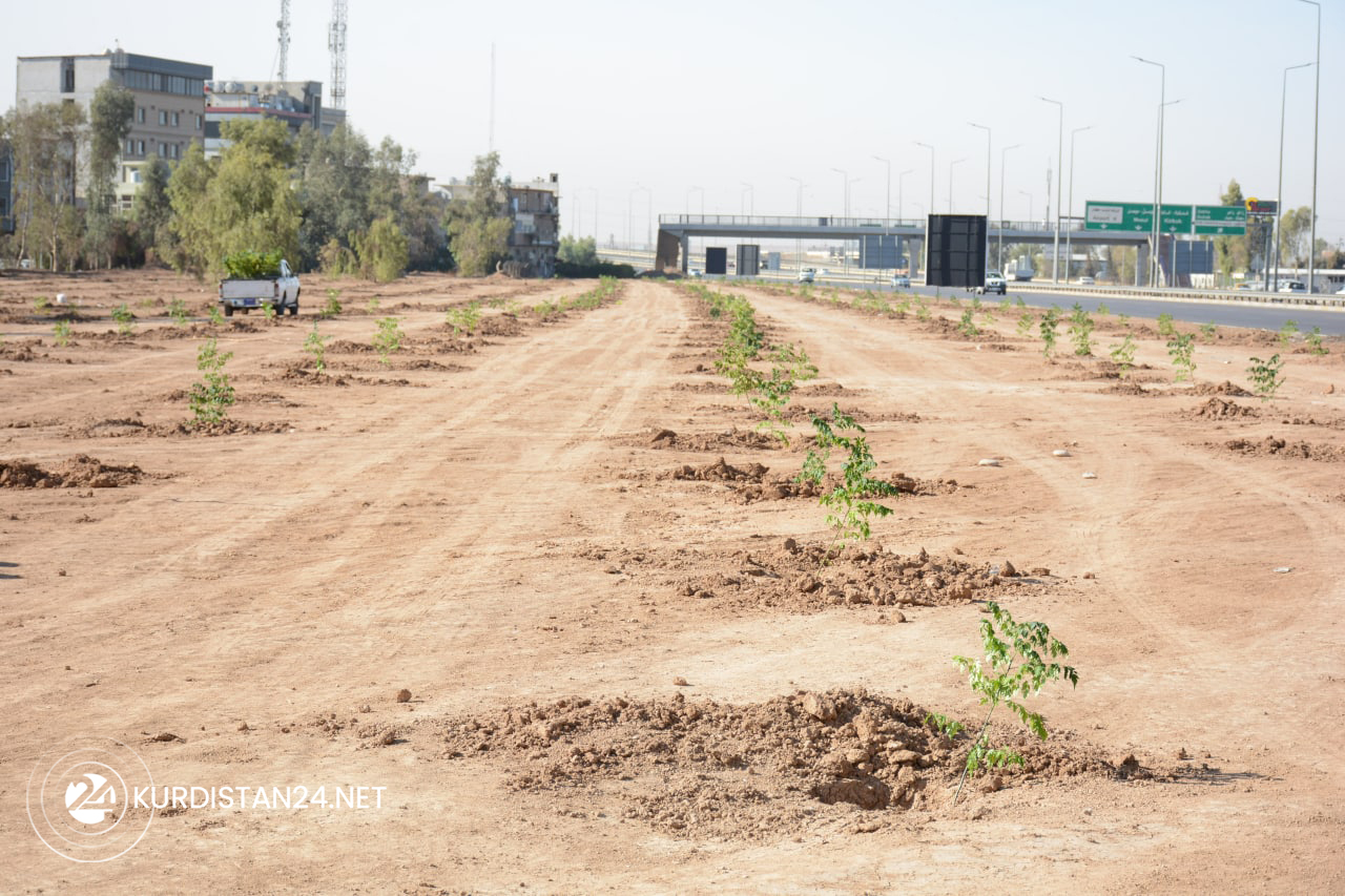The planted trees are pictured alongside the 120-meter highway in Erbil, Nov. 14, 2021. (Photo: Nawras Abdulla/Kurdistan 24)