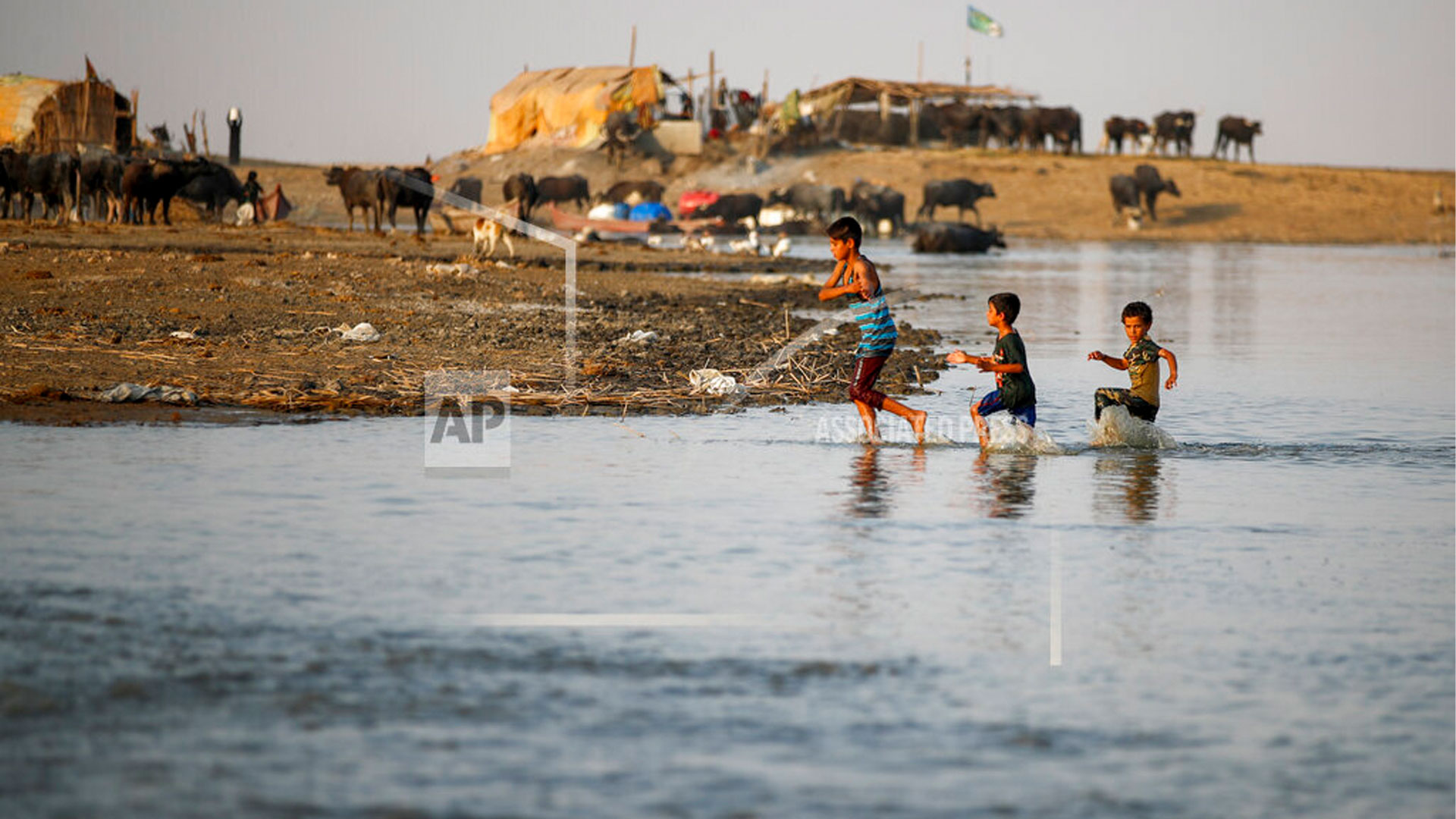 Boys play in the water of the Chibayish marshes in southern Iraq which has suffered from high salinity levels as a result of back to back drought and declining water levels, in Dhi Qar province, Iraq, Friday Sept. 2, 2022. (AP Photo/Anmar K