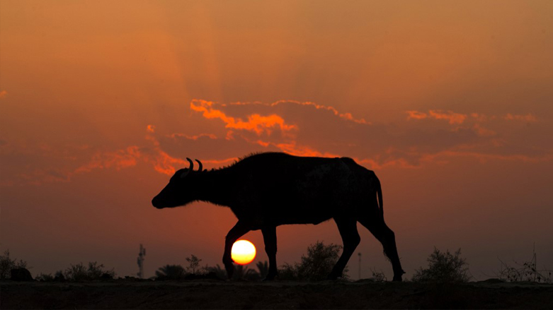 A buffalo is pictured at sunset on the banks of the Shat al-Arab river in the southern city of Basra, Nov. 26, 2022. (Photo: Hussein Faleh/AFP)