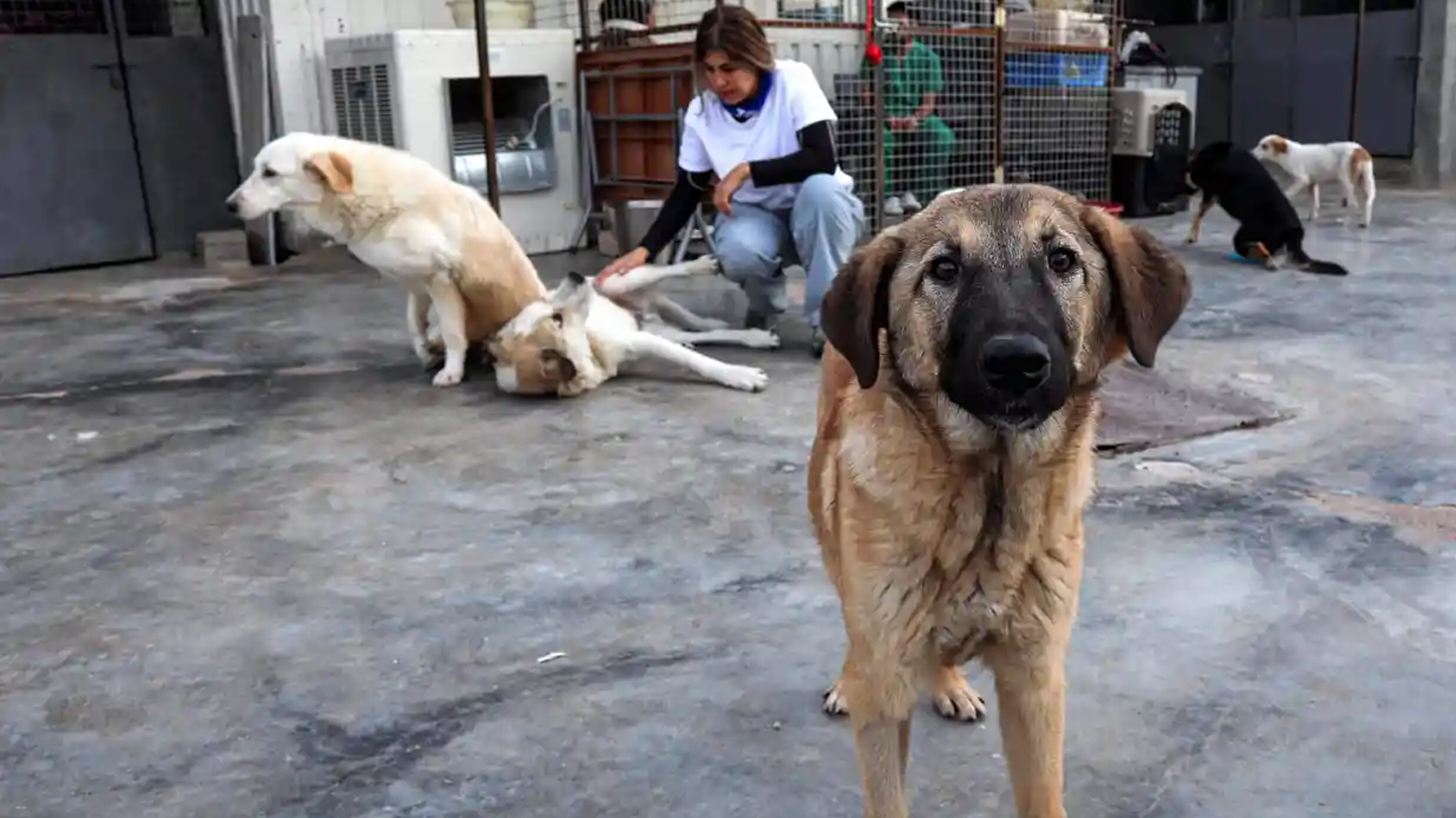 Dogs and a member of staff at a volunteer-run animal facility in Erbil. Photograph: (Photo: Safin Hamed/AFP)