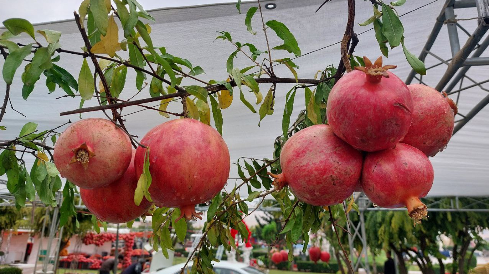 A cluster of pomegranates is on display at the 9th Halabja Pomegranates and Autmn Festival, Nov. 2, 2023. (Photo: Dana Hama Gharib/Kurdistan 24)