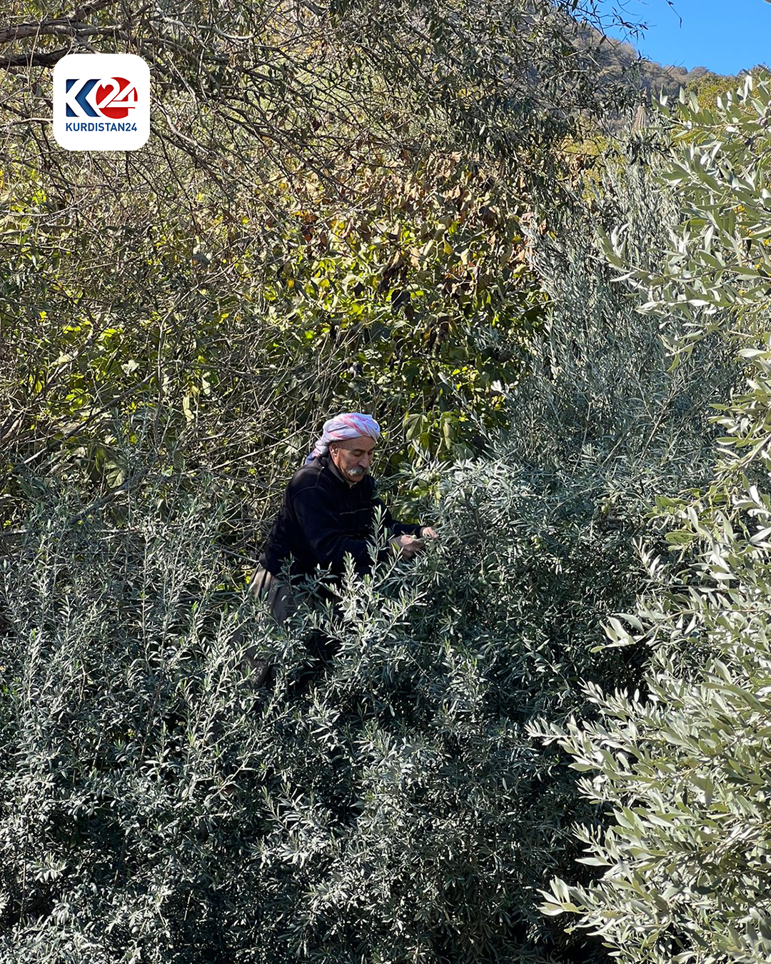 وەرزی لێکردنەوەی زیتوون لە پەرستگای لالش دەستیپێکرد (وێنە: ماهر شنگالی - کوردستان24)