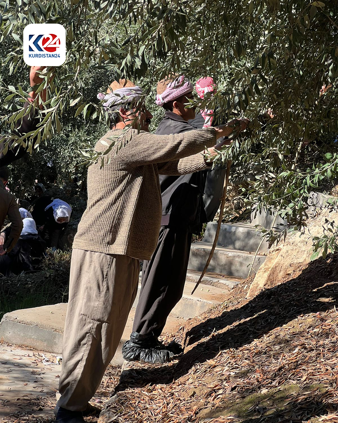 وەرزی لێکردنەوەی زیتوون لە پەرستگای لالش دەستیپێکرد (وێنە: ماهر شنگالی - کوردستان24)