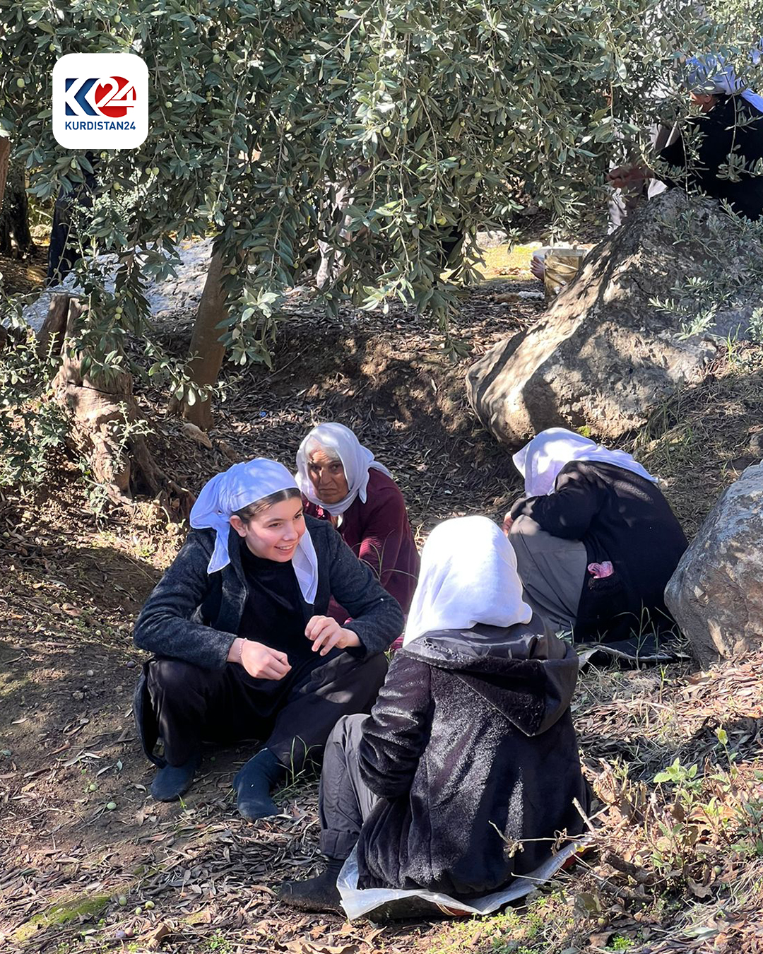 وەرزی لێکردنەوەی زیتوون لە پەرستگای لالش دەستیپێکرد (وێنە: ماهر شنگالی - کوردستان24)