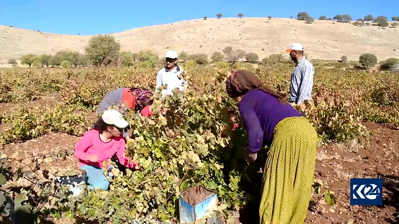 Li Mêrdînê werzê tirî û berhemên rezan e