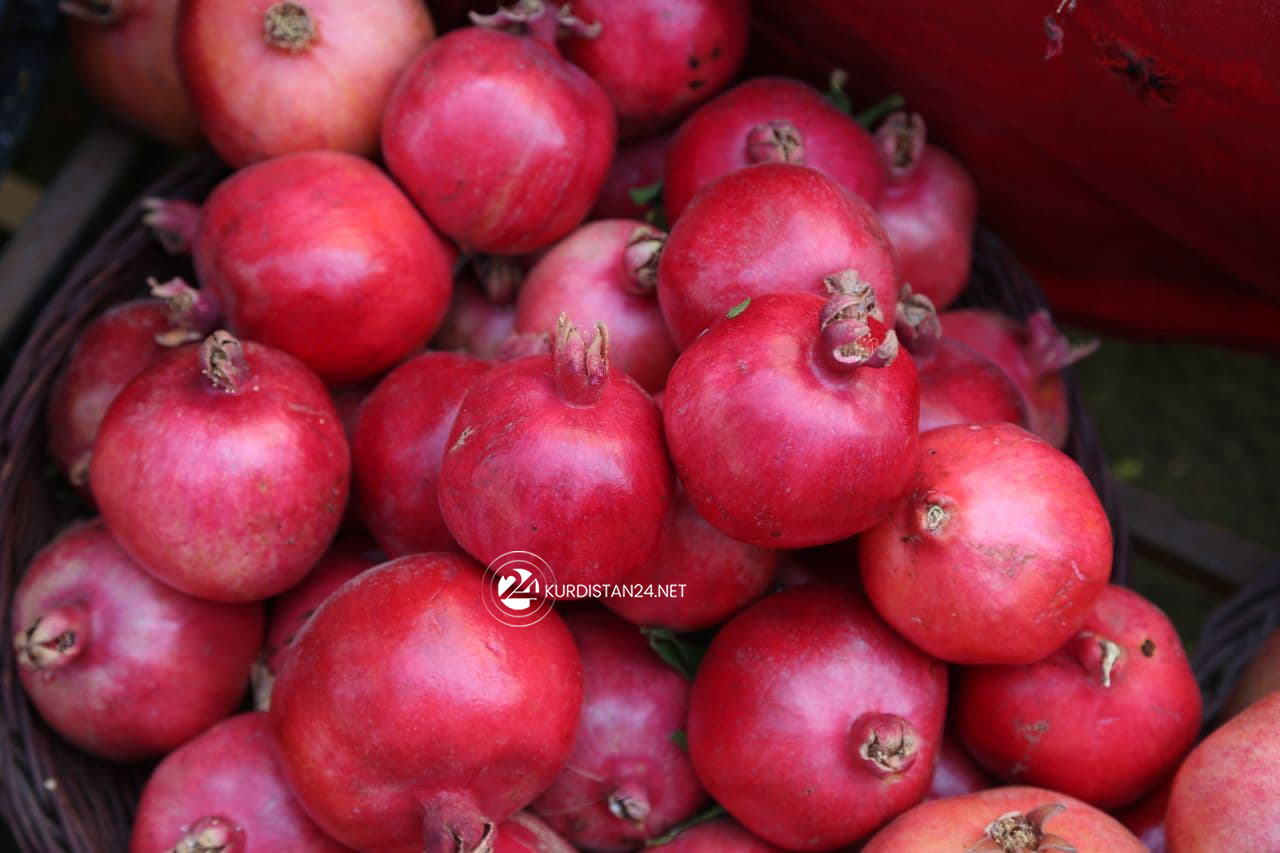 هەناری ساڵح خانی لە فێستیڤاڵی هەناری هەنار و پاییز لە هەڵەبجە - فۆتۆ: دانا حەمە غەریب
