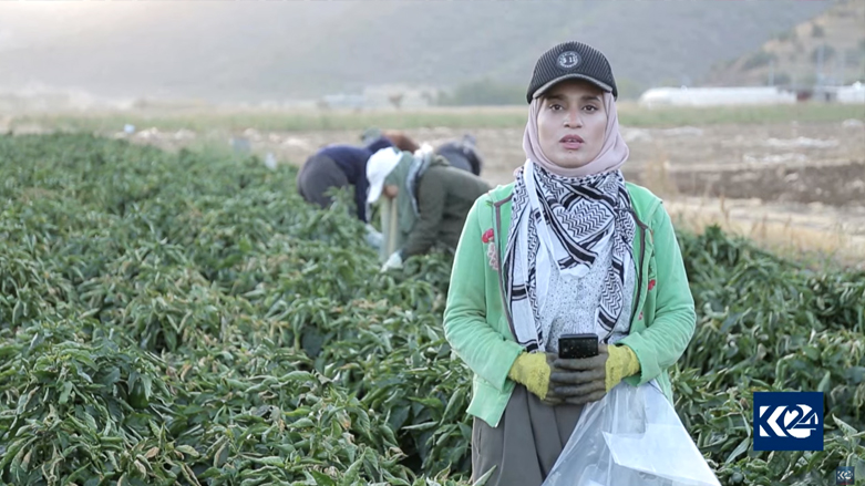 Soma Saeed, a 26-year-old mechanical engineering graduate, works in a Kurdistan Region pepper field, Oct. 18, 2021. (Photo: Kurdistan 24)