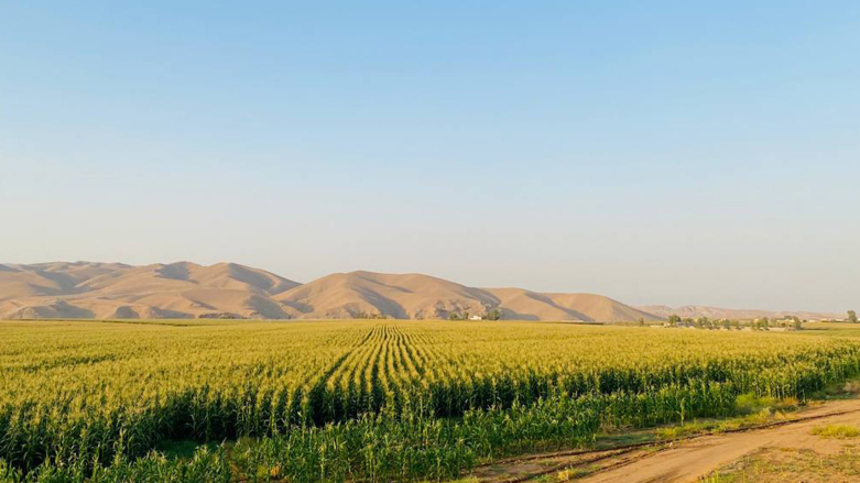 A field of corn in the Kurdistan Region's Duhok province, Oct. 3, 2022. (Photo:  Kurmanj Nhili/Kurdistan 24)