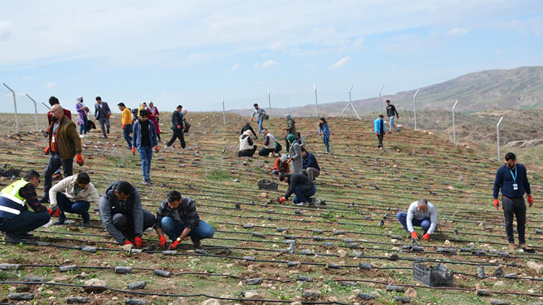 A number of youths are planting trees in masse in Erbil. (Photo: Hasar Organization/Facebook)