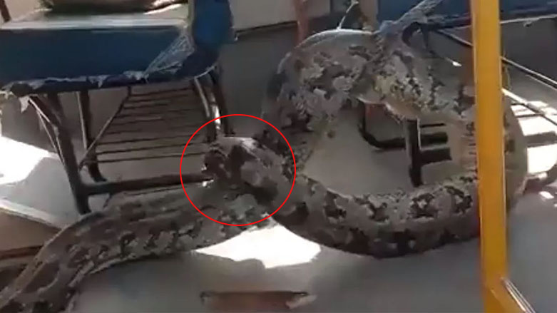 بەڤیدیۆ.. مارێكی گەورە دەچێتە پاسی گواستنەوەی قوتابییانەوە