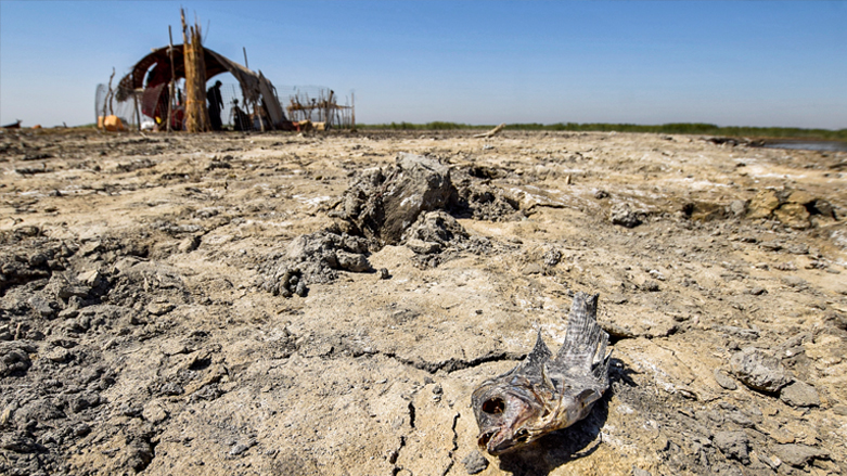 جسد خشک شده ماهی روی باتلاق خشک شده در منطقه اهوار عراق، ٢٠ ژوئن ٢٠٢١ _ عکس: اسعد نیازی/ خبرگزاری فرانسه