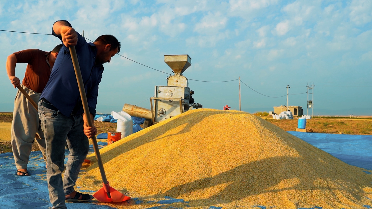 Duhok farmers shovel their rice harvest. (Photo: KRG)