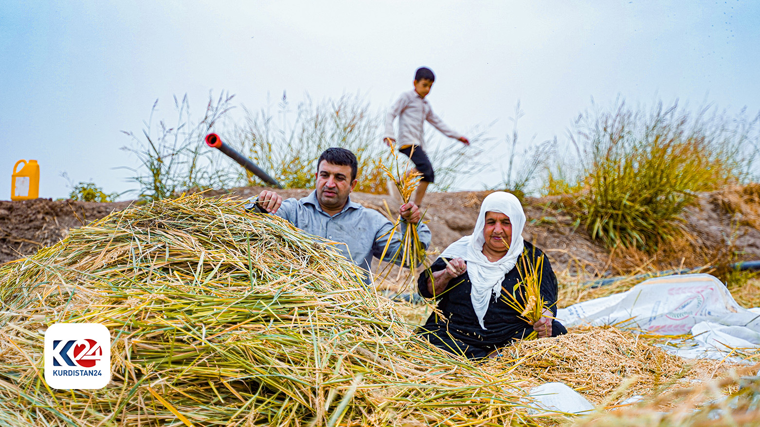 مُوسم حصاد الأرُز الكوردي في قضاء بردرش بمحافظة دهوك