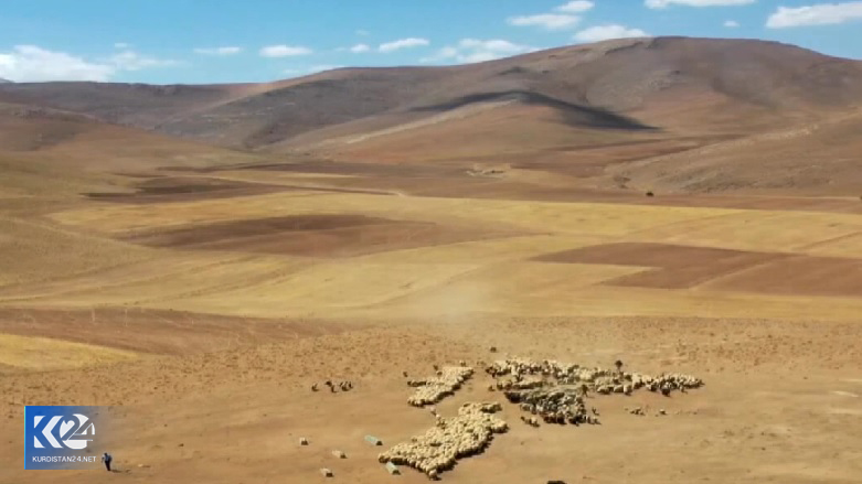 دامداران شمال کوردستان در دام خشکسالی