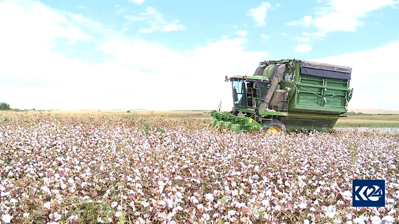 Li deşta Rihayê çinîna pembû dest pê kir