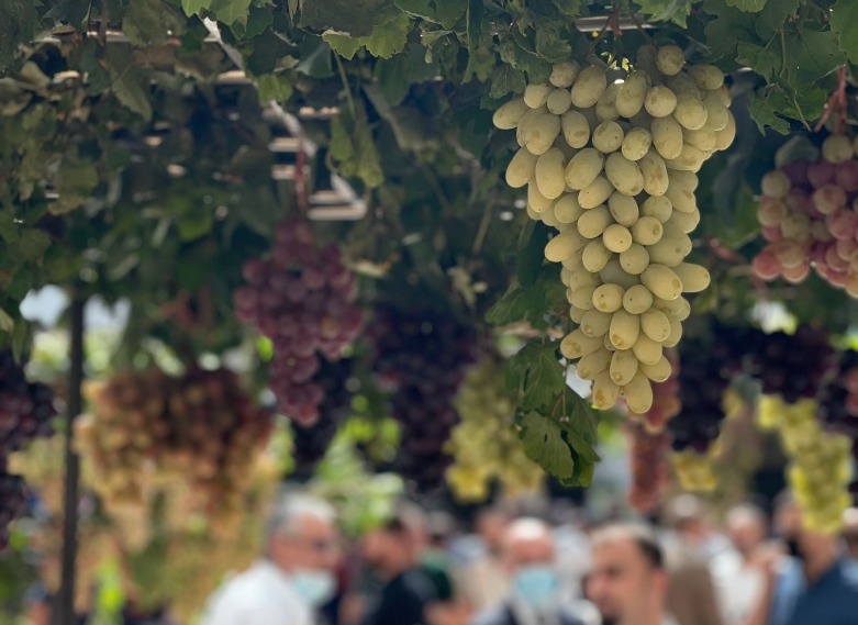 Fresh grapes on display at an annual fair for marketing grapes and honey in Duhok city, Kurdistan Region, Sept. 20, 2021. (Photo: Star Ahmad / Kurdistan 24)