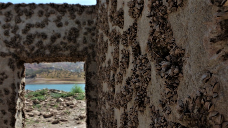 Marine shellfish can be seen imbedded into the walls of X