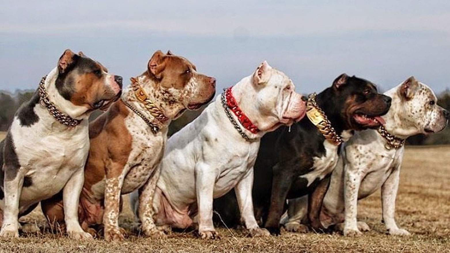 سەگی جۆری American Bully XL