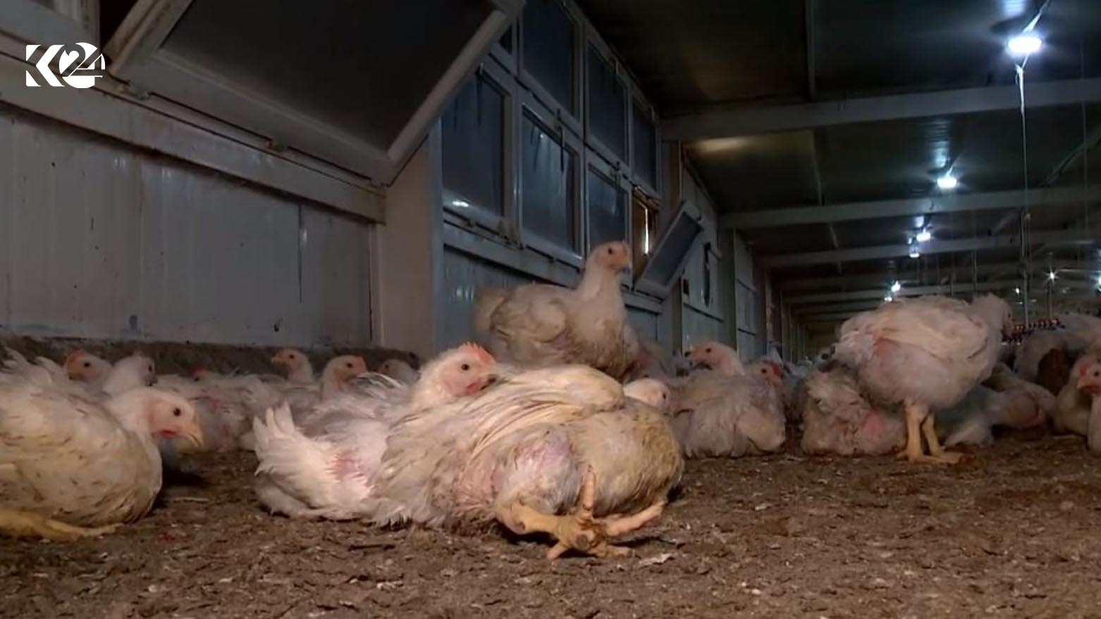 Poultry farm in the Kurdistan Region. (Photo: Kurdistan 24)