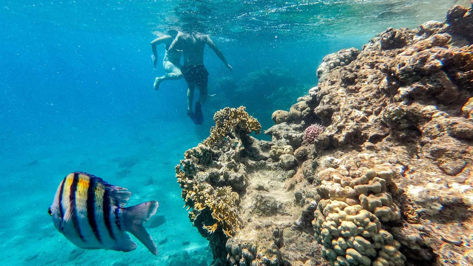 Fish and people swim by the coral reef in the waters of the Red Sea near the southern Israeli city of Eilat, Sept. 14, 2023. (Photo: Menahem Kahana/AFP)