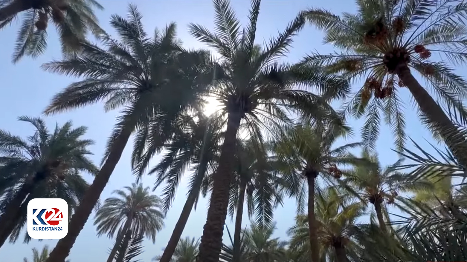 Palm trees orchard in Khurmatu (Photo: Kurdistan 24)