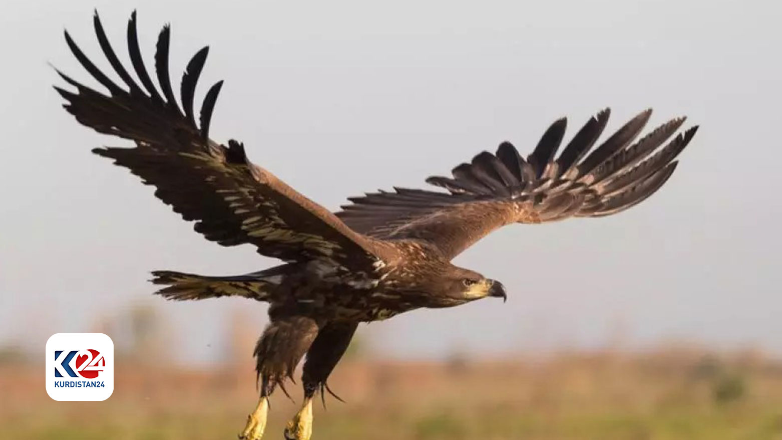 السلطات النروجية تردي نسراً ذهبياً هاجم طفلة