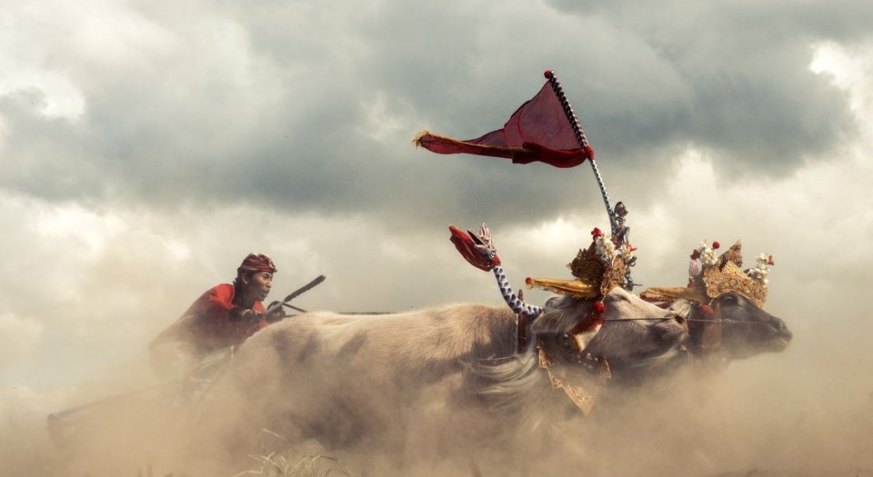 Pêşbaziya Bufaloyan Li Baliya Rojava pêşbaziya keleporî ya gayan. Bi sedan xwediyê gamişan ji bo dijberên xwe têk bibin gerdêleyek li dû 2 heb gamişan girê didin û jokey jî wan diajo.