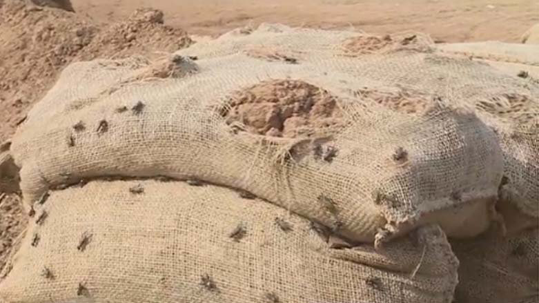 جۆره‌ سيسركه‌يه‌ك پێشمه‌رگه‌ بێزار ده‌كا
