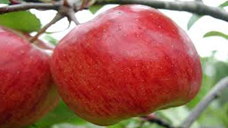 سێوی به‌رواری هه‌نارده‌ی میسر ده‌كرێ