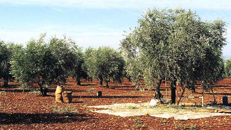 Rêxistinên radîkal zeviyên Efrînê desteser dikin