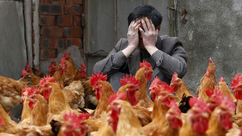 أوامر بإعدام جماعي لآلاف الدواجن في الهند وألمانيا
