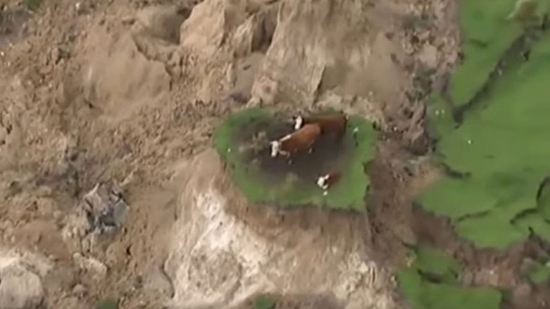 بالفيديو.. زلزال نيوزيلندا يقطّع السبل عن ابقار فوق "تل"