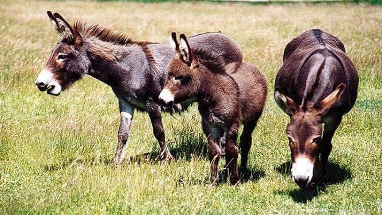 چین هه‌وڵی كڕینی زۆرترین ژماره‌ی گوێدرێژ ده‌دات 