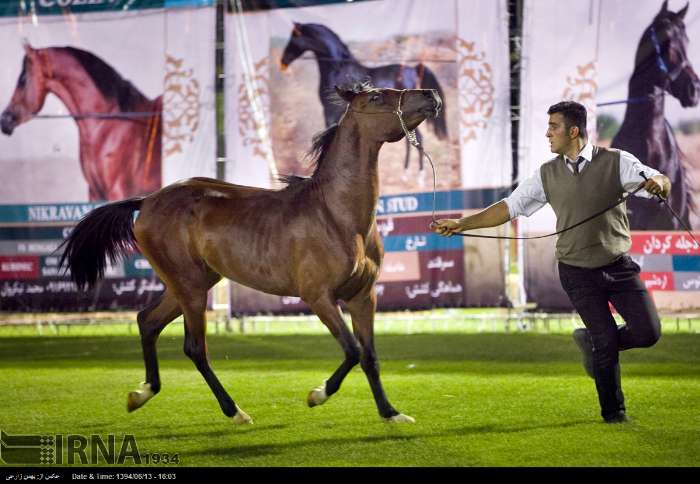 فێستیڤاڵی ئەسپی رەسەنی کوردیی له‌ كرماشان به‌ڕێوه‌چوو