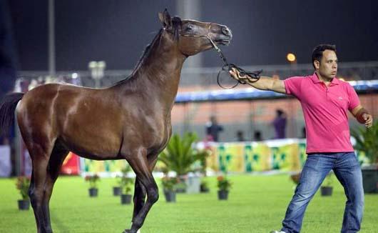 فێستیڤاڵی ئەسپی رەسەنی کوردیی له‌ كرماشان به‌ڕێوه‌چوو
