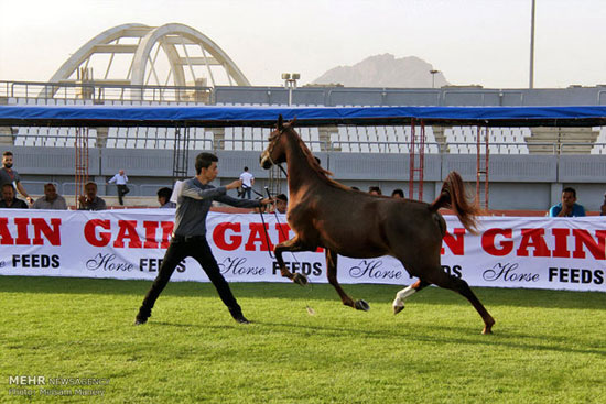 فێستیڤاڵی ئەسپی رەسەنی کوردیی له‌ كرماشان به‌ڕێوه‌چوو