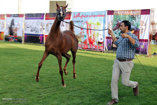 فێستیڤاڵی ئەسپی رەسەنی کوردیی له‌ كرماشان به‌ڕێوه‌چوو