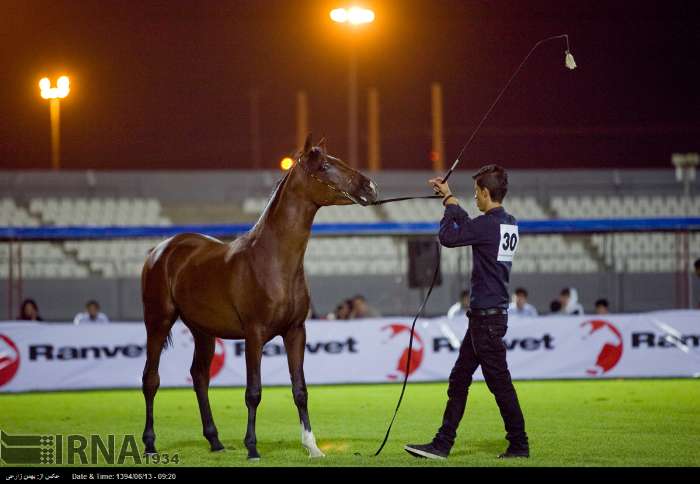 فێستیڤاڵی ئەسپی رەسەنی کوردیی له‌ كرماشان به‌ڕێوه‌چوو