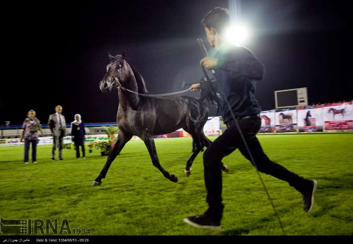 فێستیڤاڵی ئەسپی رەسەنی کوردیی له‌ كرماشان به‌ڕێوه‌چوو