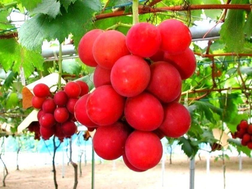 یه‌ك هێشووه‌ ترێ به‌ 11 هه‌زار دۆلار