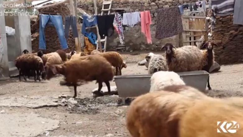 توركيا ژيان و كۆچى مه‌ڕداره‌كان بۆ كوێستان قه‌ده‌غه‌ ده‌كات