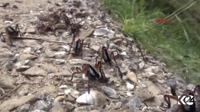 هێرشى كوله‌ مه‌ترسى قاتوقڕى له‌ باكوورى كوردستان هێناوه‌ته‌ به‌ر باس