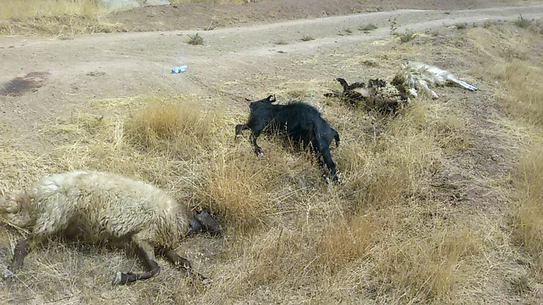 بە وێنە..لە شەقڵاوە گورگ 60 سەرمەڕ دەخنكێنێ