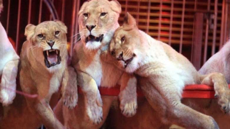 منظمات معنية تنقذ مجموعة أسود من فرق السيرك 