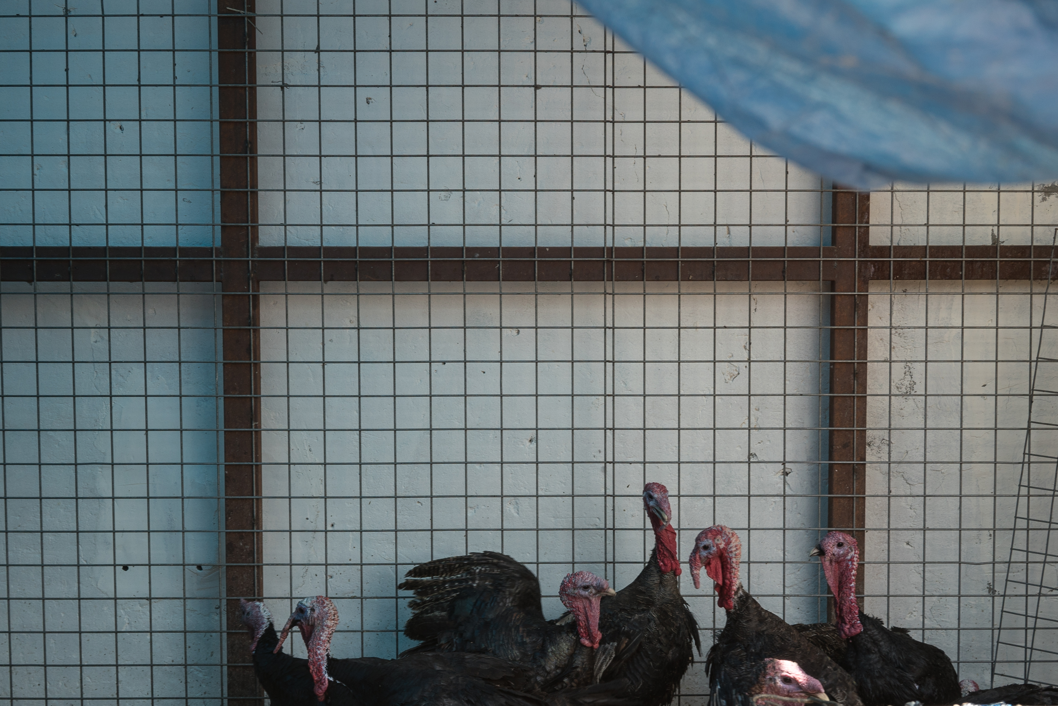 Erbil market for birds and animals, Erbil, Kurdistan Region, June 4, 2016. (Photo: Kurdistan24/Alexandre Afonso)